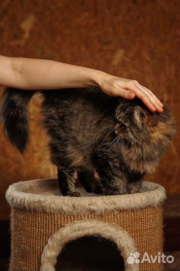 Красавица Пуша - девочка с перчинкой :)