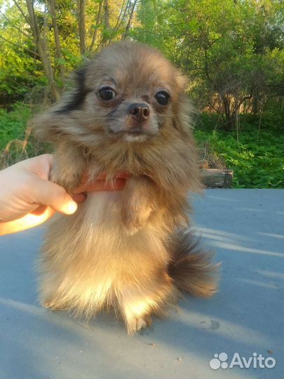 Малышка Чихуахуа шпиц мини мерле