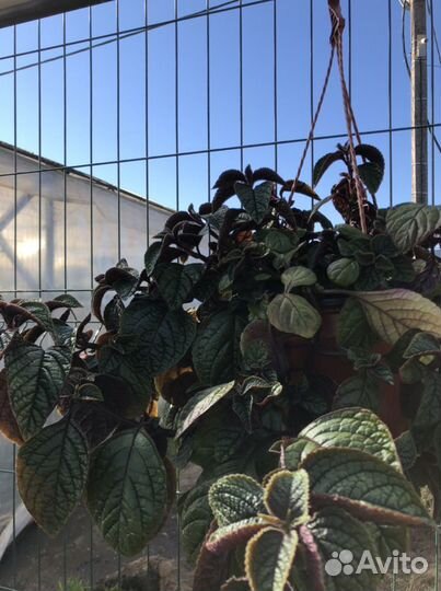 Кашпо фуксия, питуния, виолла