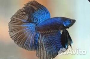 Рыба петушок