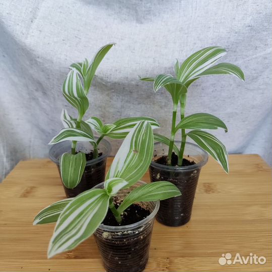 Комнатные растения цветы