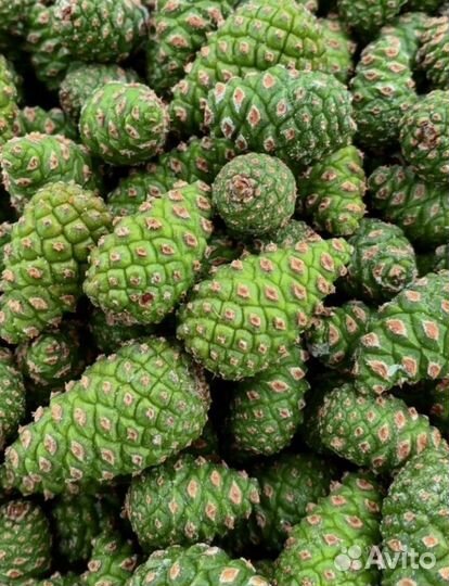 Шишка зеленая сосновая