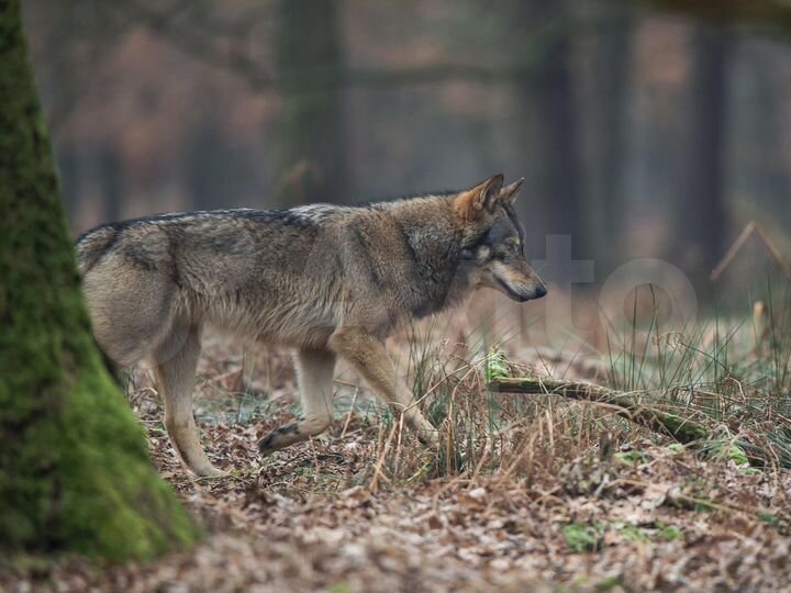 Участок 90 сот. (ИЖС)
