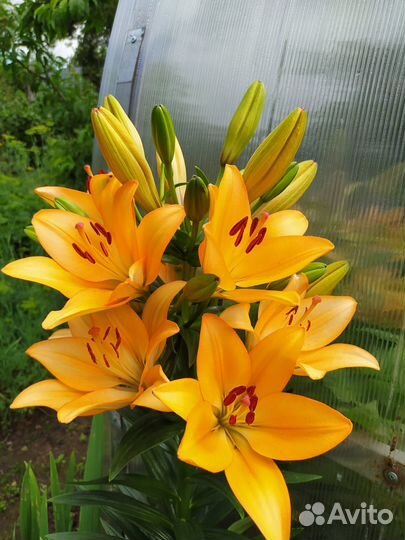 Лилии луковицы