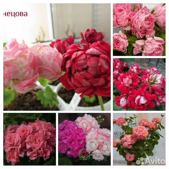 Сортовые герани, пеларгонии