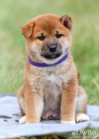 Щенки сиба ину