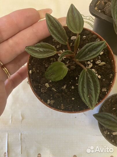 Хедера,пеперомия россо