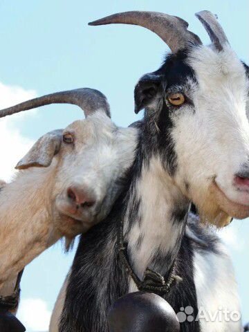 Козы породистые