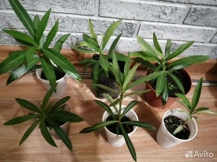 Олеандр белый махровый