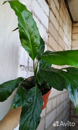 Спатифиллум Женское счастье