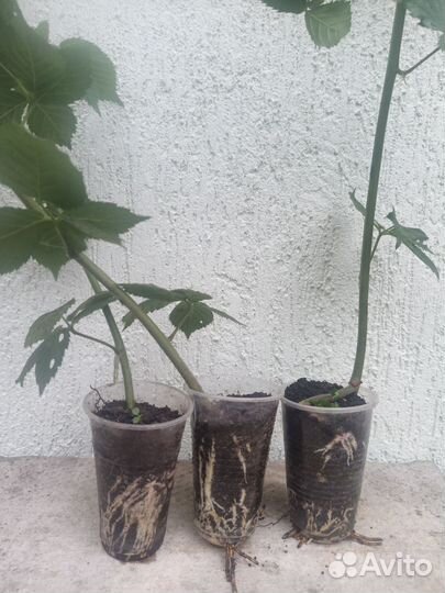 Саженцы ежевики,Тройная корона