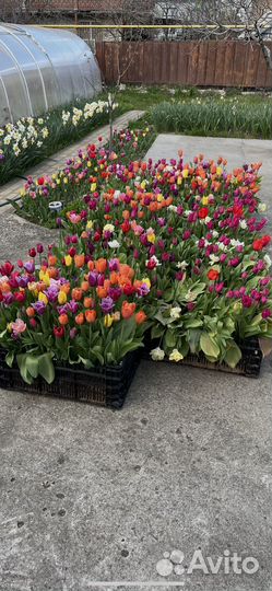 Тюльпаны пионовидные и лаптоп