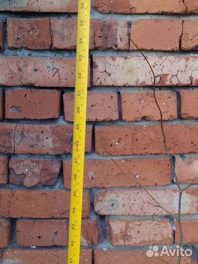 Саженцы липы