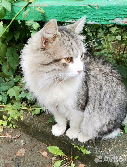 Котик ищет дом