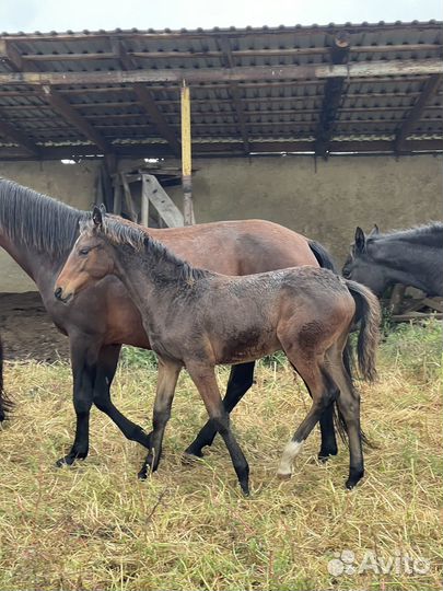Кобылки карачаевской породы