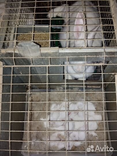 Клетки для кроликов