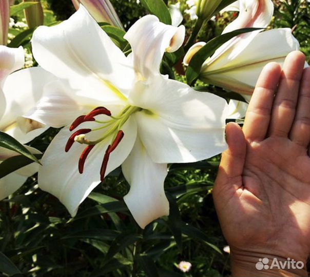 Лилия Гигант саженцы луковицы