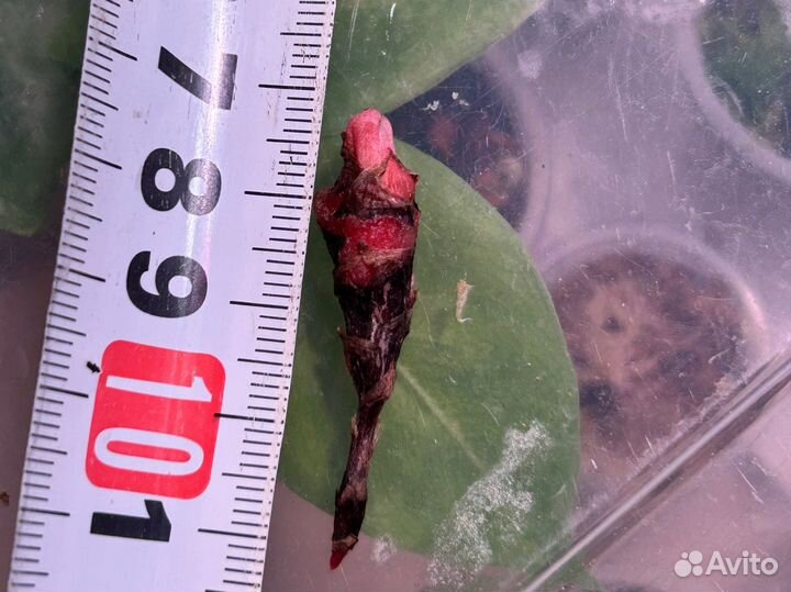 Алоказия Пинк дракон вариегатная albo