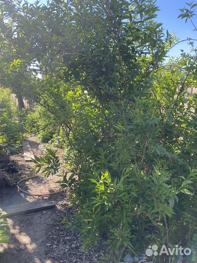 Форзиция саженцы