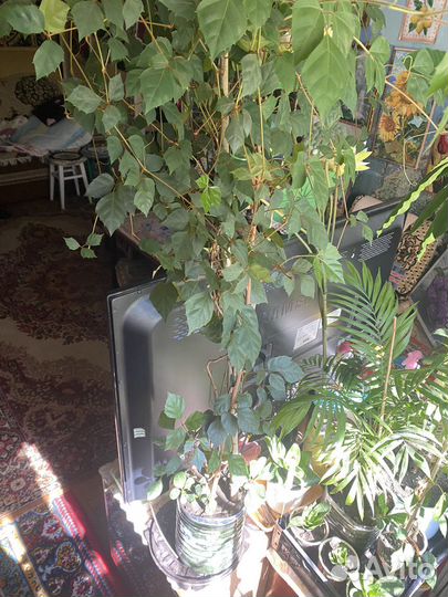 Комнатные цветы