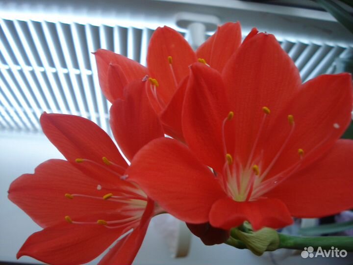 Гипеаструм