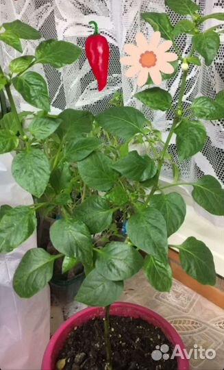 Комнатный сладкий перец. Семена