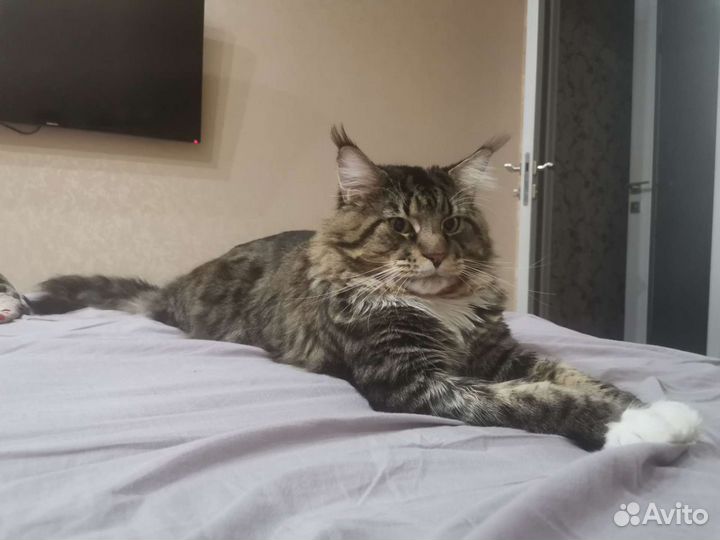 Мэйн-кун вязка