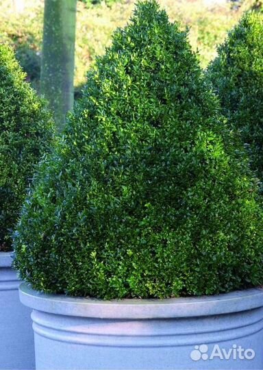 Саженцы самшита