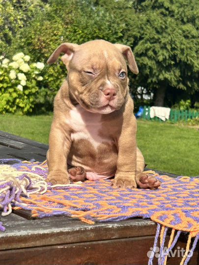 Американский булли покет,классик