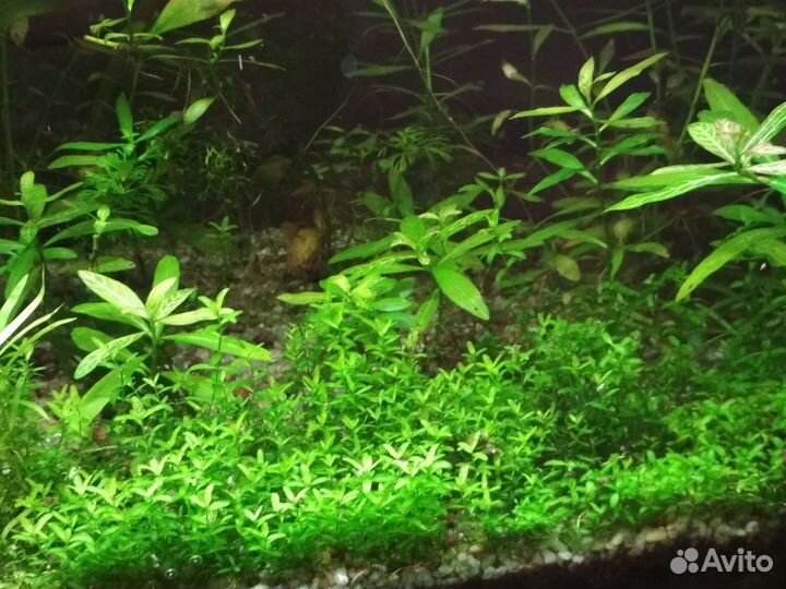 Аквариумные растения