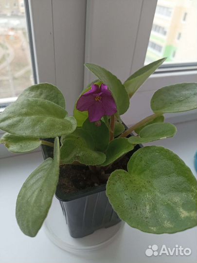 Фиалка с цветками