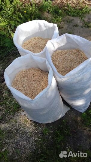 Кедровая стружка