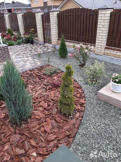 Кора сибирской лиственницы