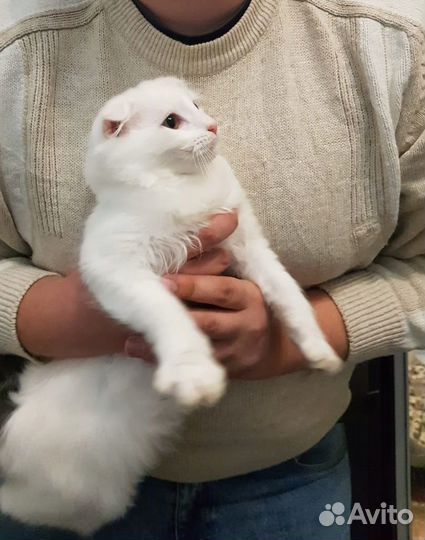 Отдам кота в добрые руки