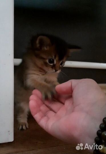 Сомалийский котенок
