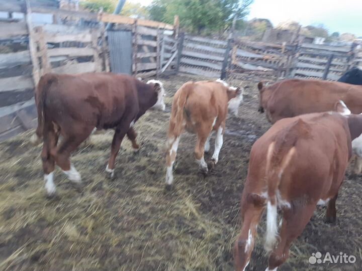 Бычки быки телята телки