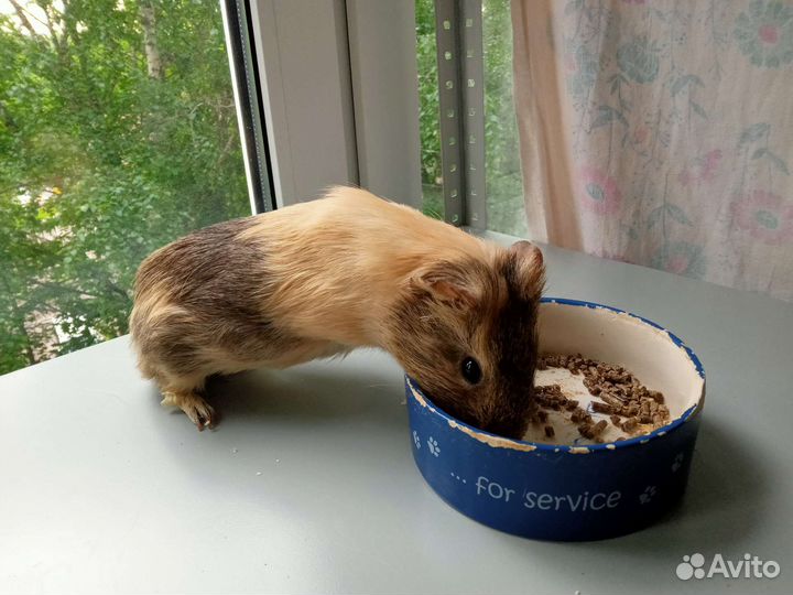 Морские свинки