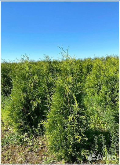 Туя Брабант ком / оптом