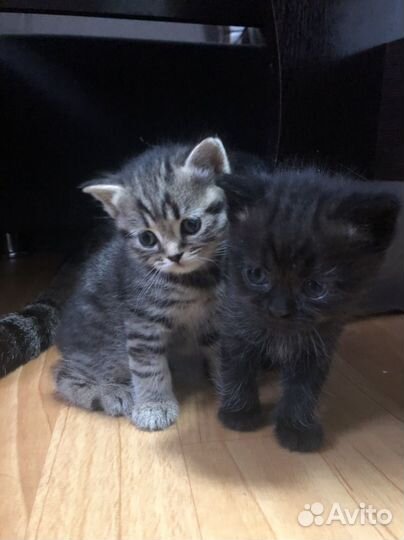 Британские котята