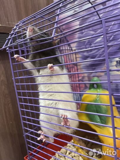 Крыса домашняя