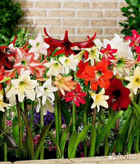 Амариллисы большие