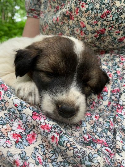 Прелестные маленькие щенки