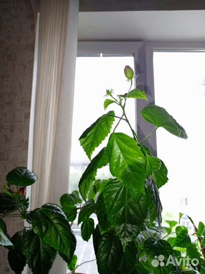 Гибискус китайская роза