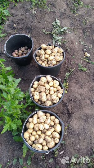 Продам картофель