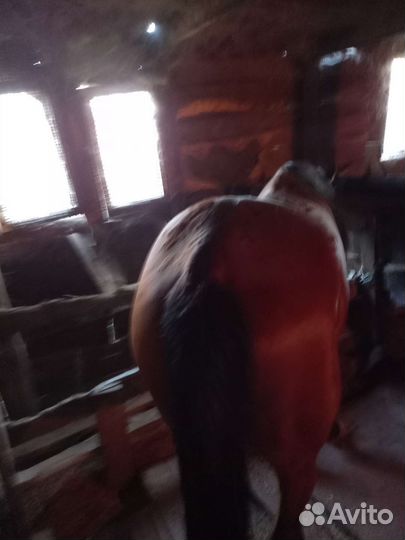 Лошадь, Кобыла