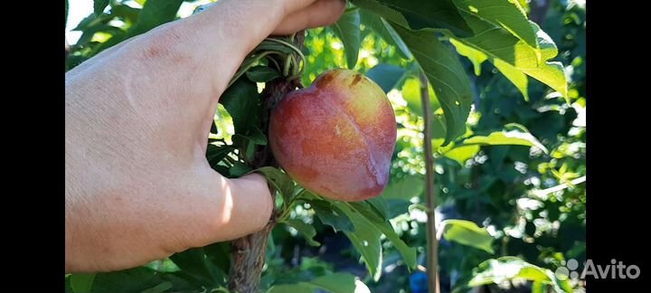 Саженцы диплоидной Сливы Байрон Голд