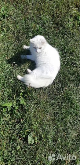 Кошка в дар бесплатно