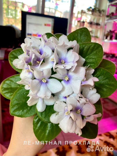 Фиалки набор 