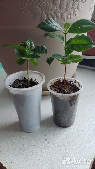 Ростки кофе