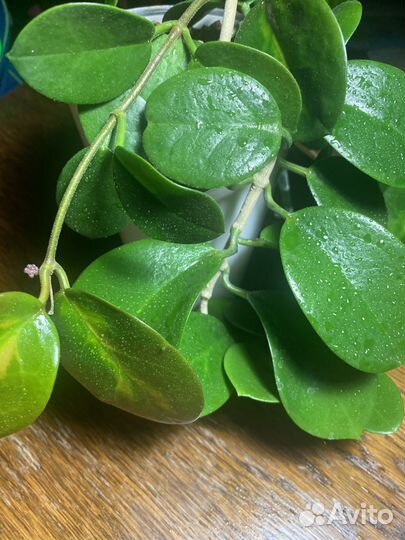 Хойя аустралис Hoya australis